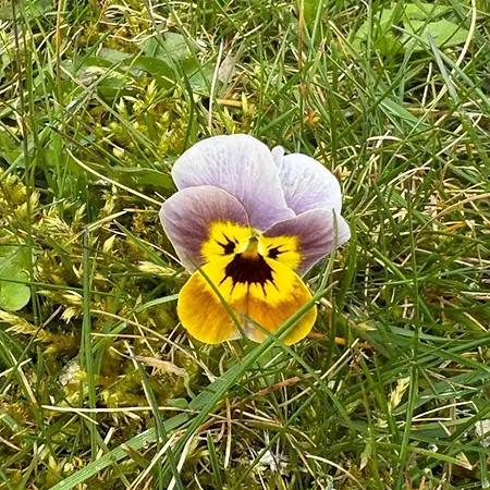 Tatil Evi A Brouca *